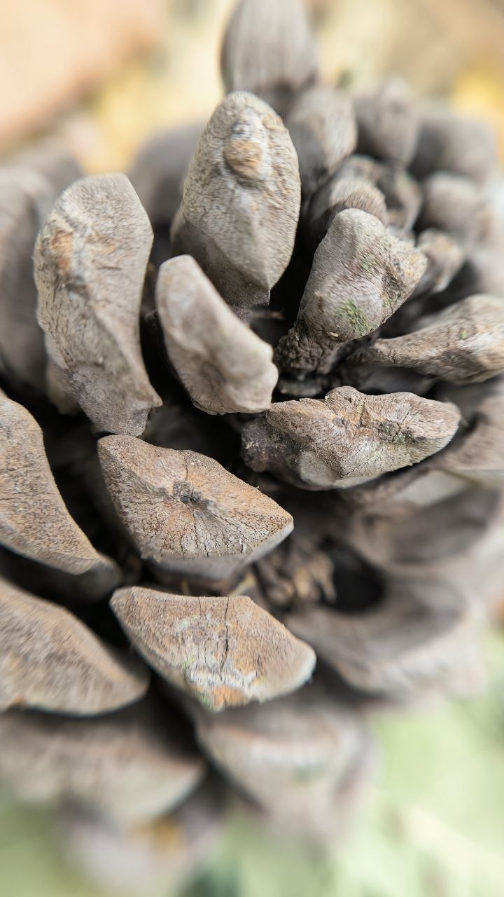 college_of_agriculture_natural_resources_of_university_of_tehran