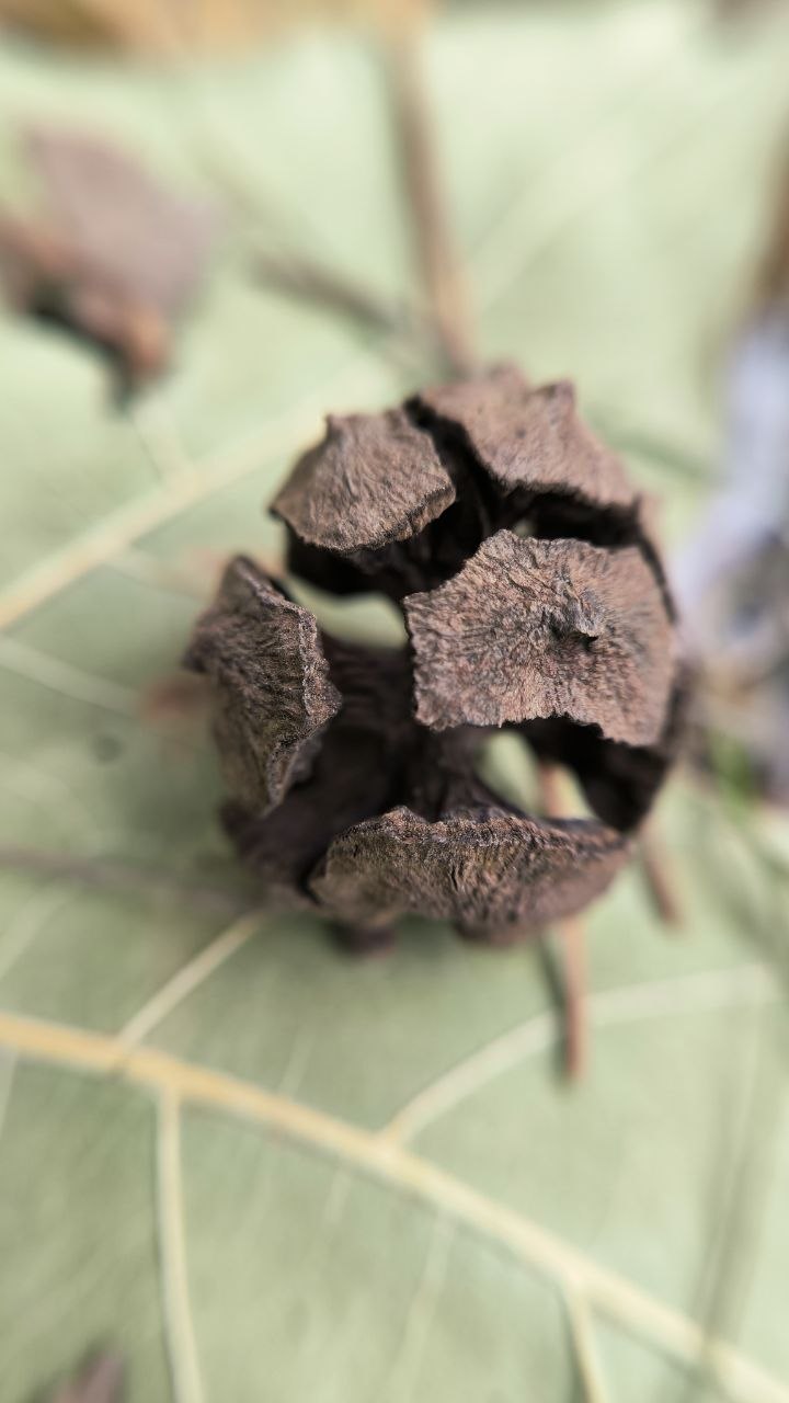 college_of_agriculture_natural_resources_of_university_of_tehran