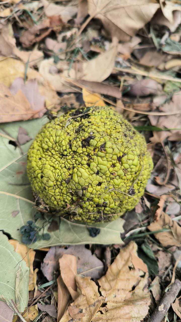 college_of_agriculture_natural_resources_of_university_of_tehran