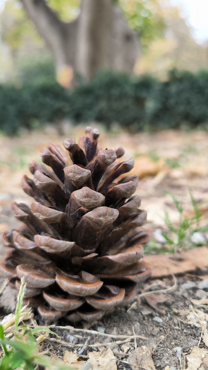 college_of_agriculture_natural_resources_of_university_of_tehran
