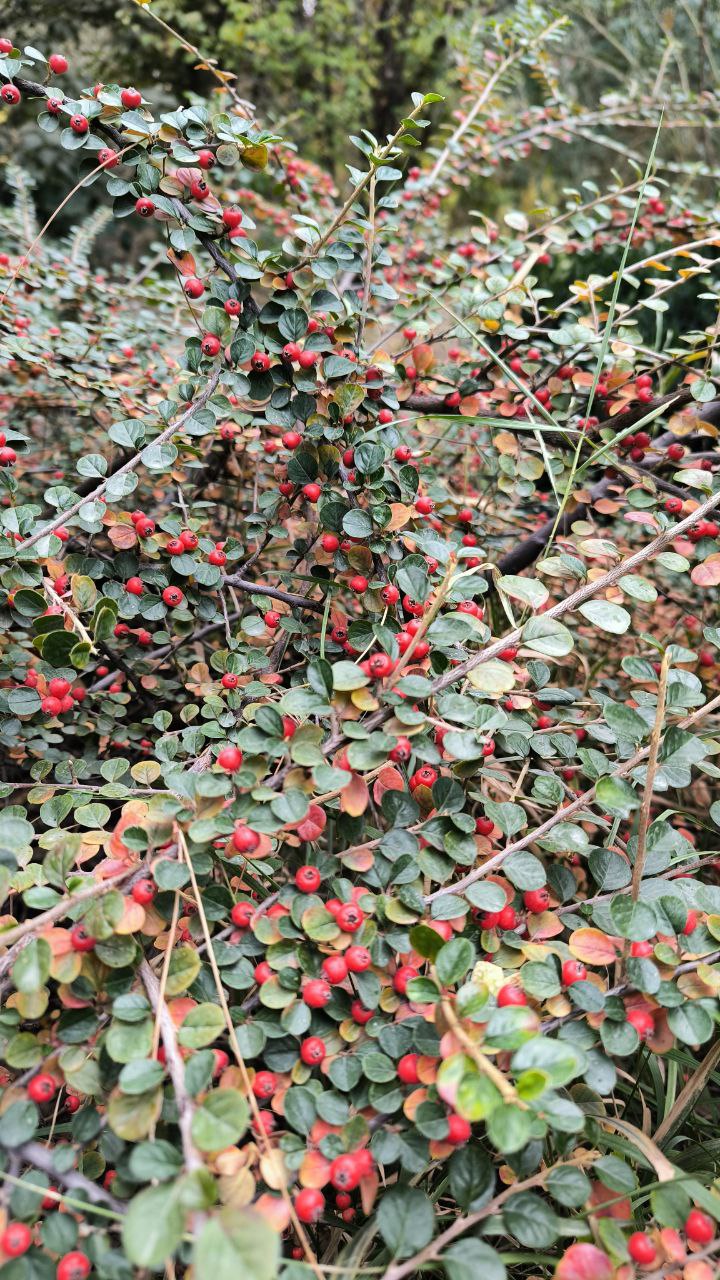 college_of_agriculture_natural_resources_of_university_of_tehran