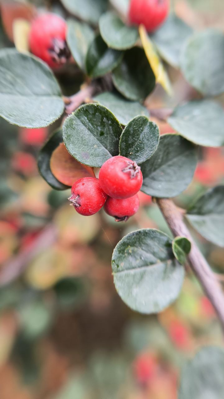 college_of_agriculture_natural_resources_of_university_of_tehran