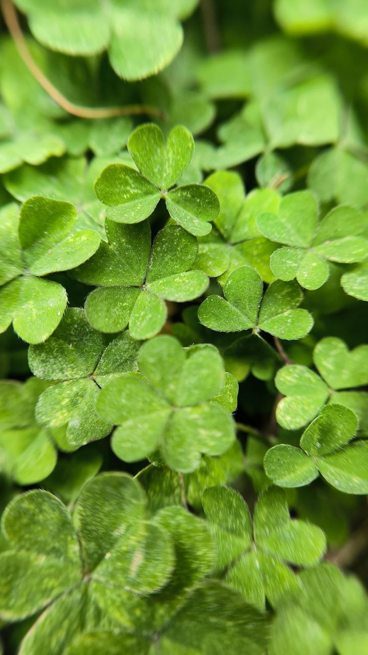 college_of_agriculture_natural_resources_of_university_of_tehran