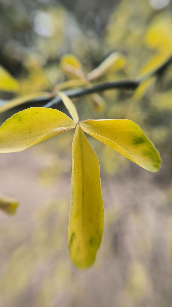 college_of_agriculture_natural_resources_of_university_of_tehran