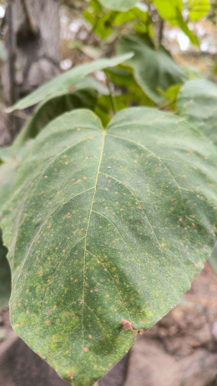 college_of_agriculture_natural_resources_of_university_of_tehran
