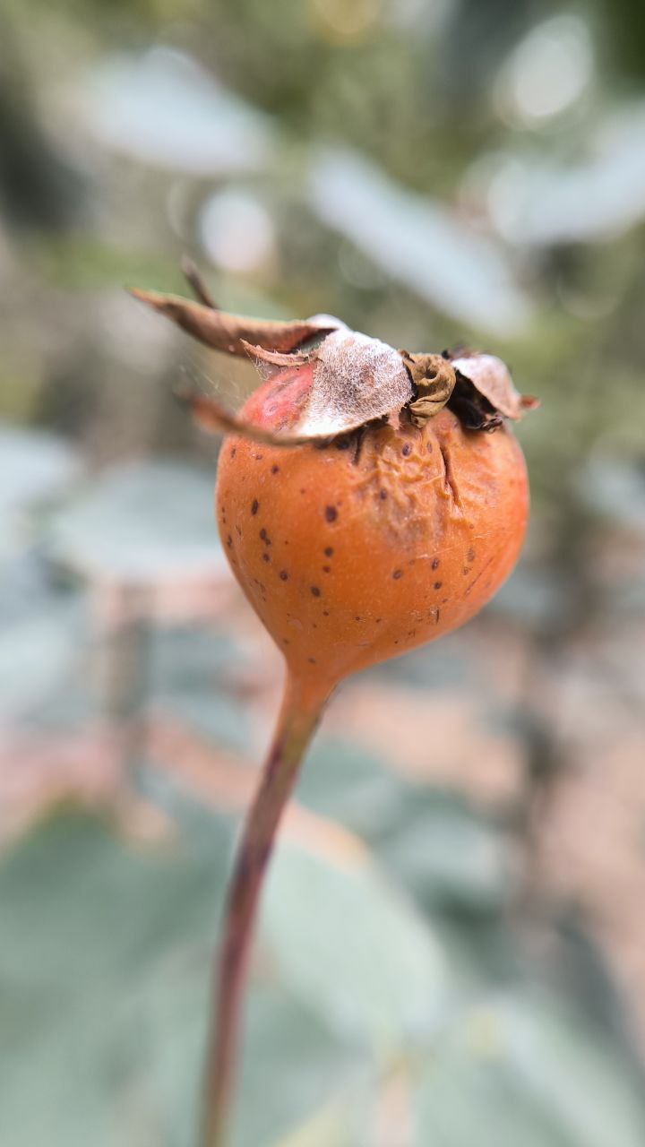 college_of_agriculture_natural_resources_of_university_of_tehran