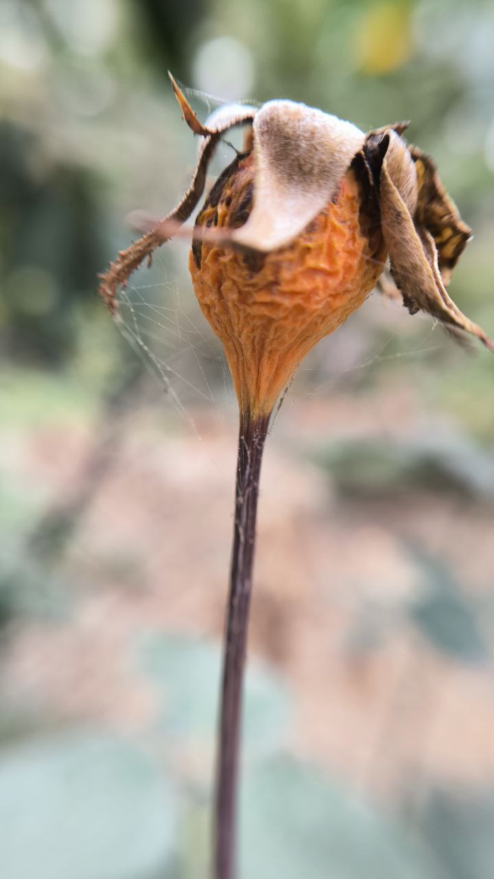 college_of_agriculture_natural_resources_of_university_of_tehran