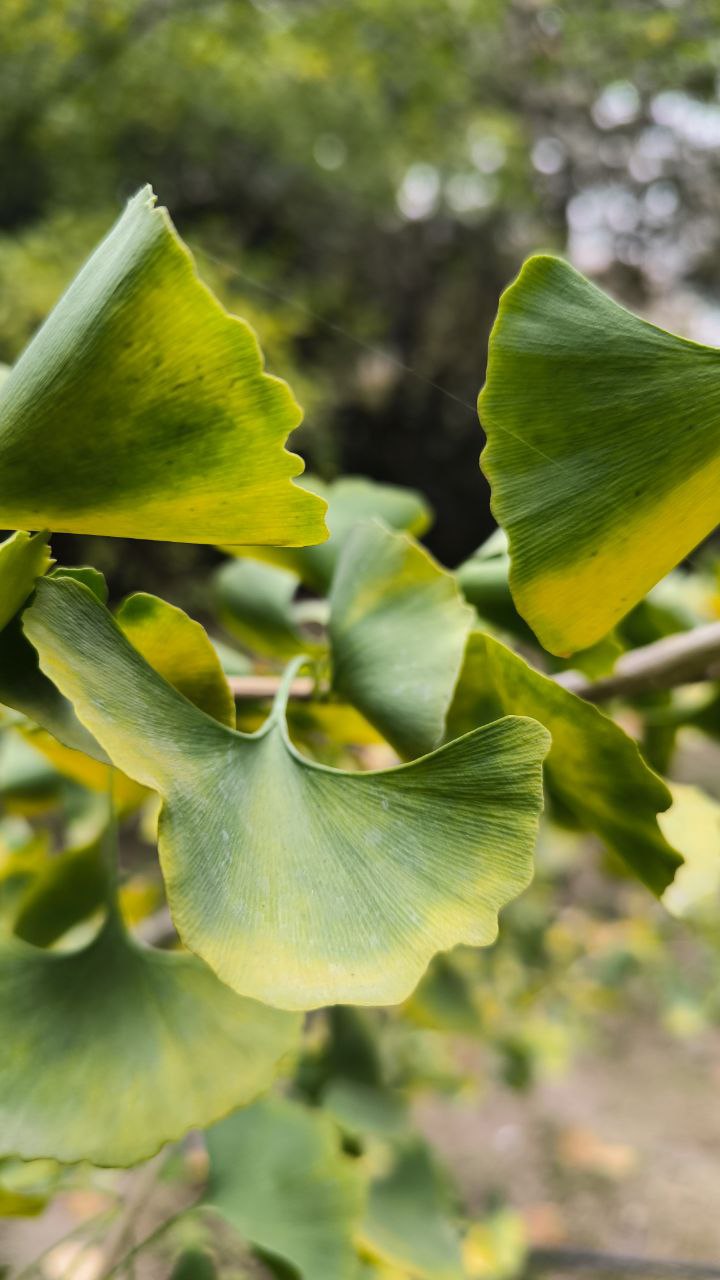 college_of_agriculture_natural_resources_of_university_of_tehran