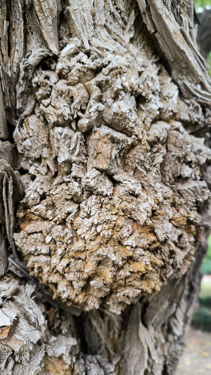 college_of_agriculture_natural_resources_of_university_of_tehran