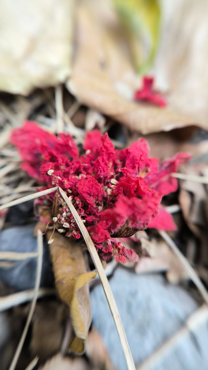 college_of_agriculture_natural_resources_of_university_of_tehran