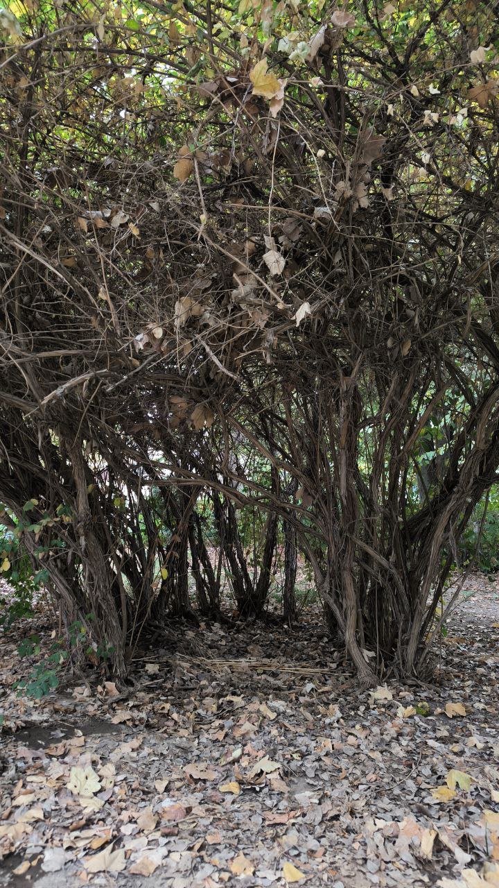 college_of_agriculture_natural_resources_of_university_of_tehran