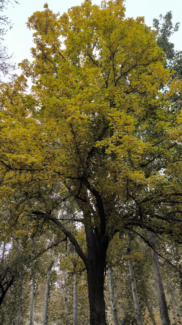 college_of_agriculture_natural_resources_of_university_of_tehran