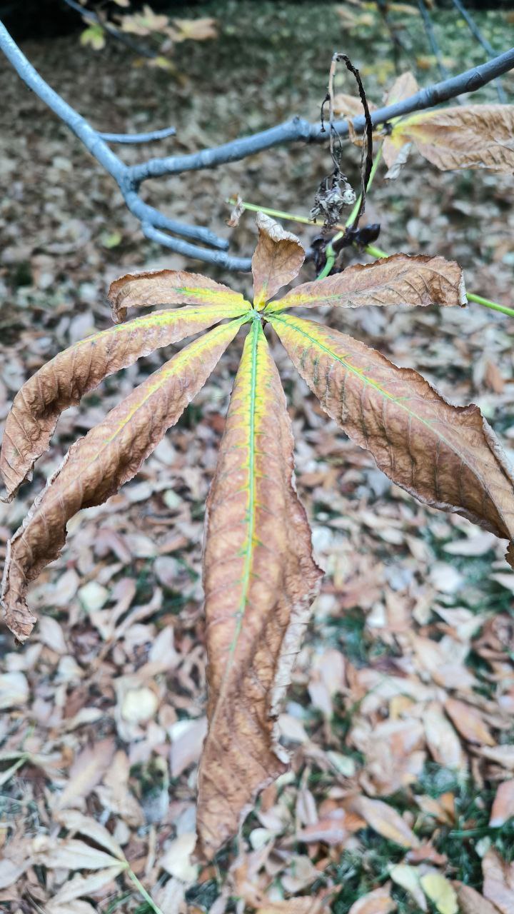 college_of_agriculture_natural_resources_of_university_of_tehran