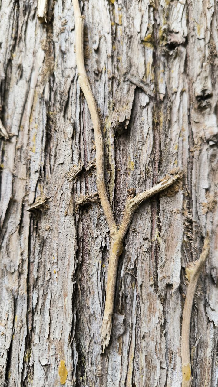 college_of_agriculture_natural_resources_of_university_of_tehran