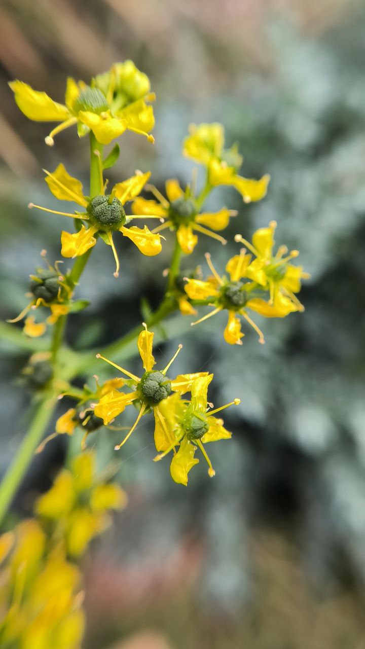 college_of_agriculture_natural_resources_of_university_of_tehran