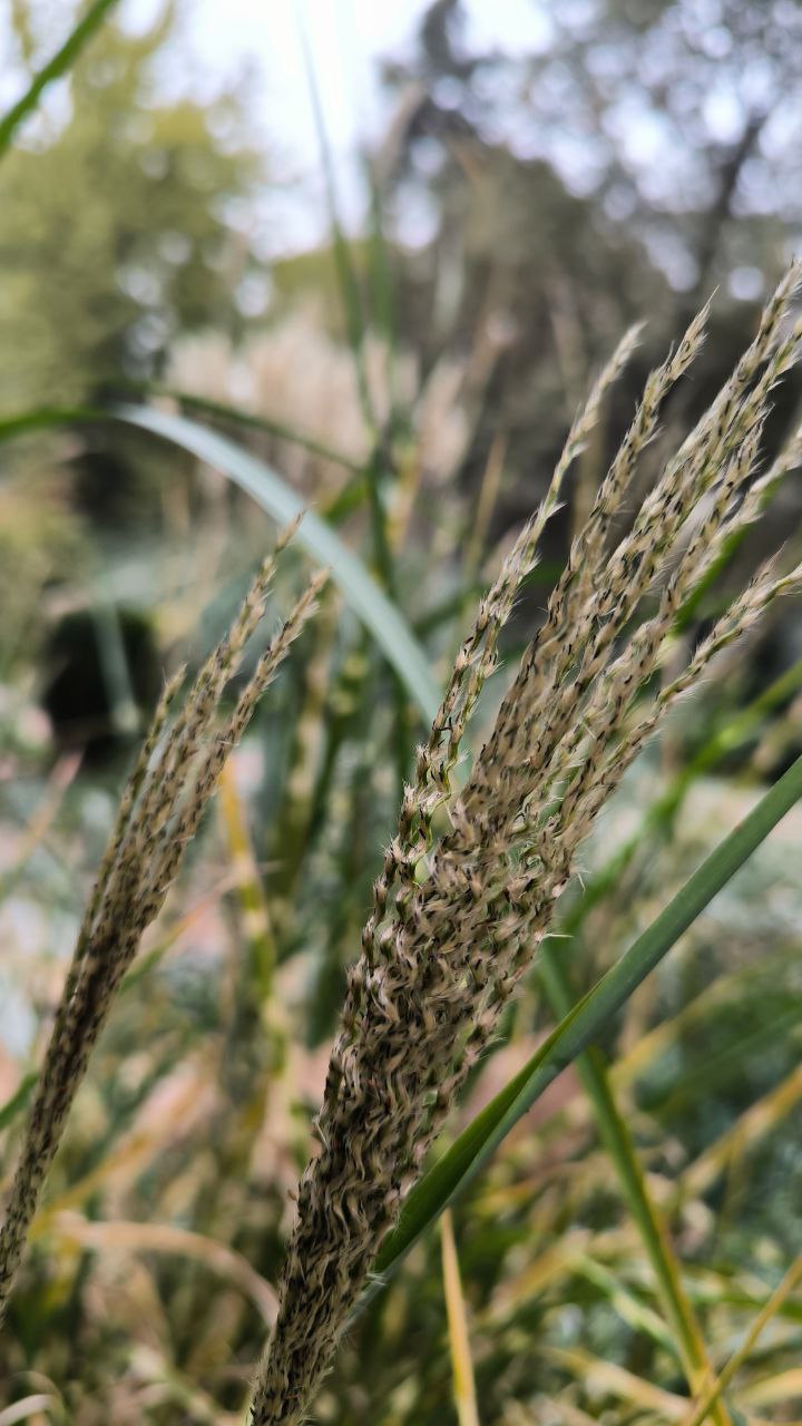 college_of_agriculture_natural_resources_of_university_of_tehran