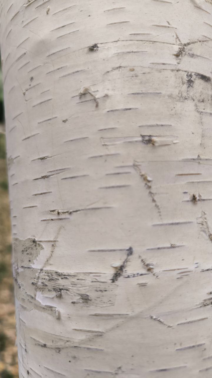 college_of_agriculture_natural_resources_of_university_of_tehran