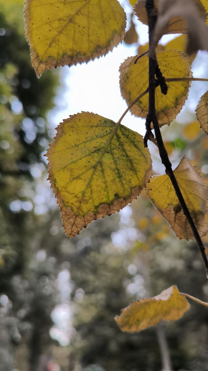 college_of_agriculture_natural_resources_of_university_of_tehran