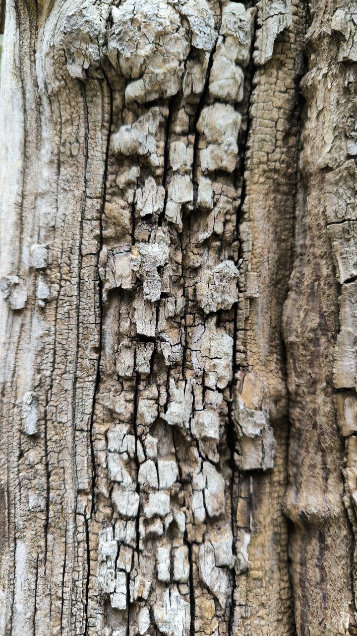 college_of_agriculture_natural_resources_of_university_of_tehran