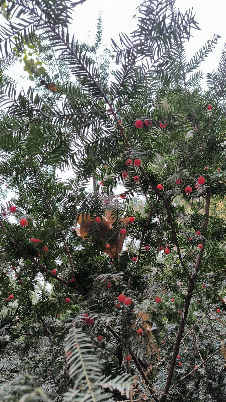 college_of_agriculture_natural_resources_of_university_of_tehran