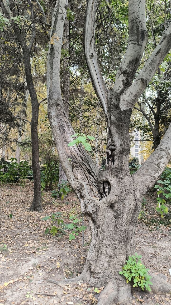 college_of_agriculture_natural_resources_of_university_of_tehran