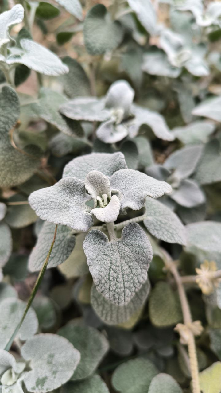 college_of_agriculture_natural_resources_of_university_of_tehran