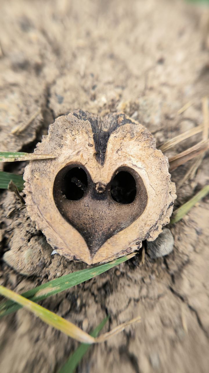 college_of_agriculture_natural_resources_of_university_of_tehran