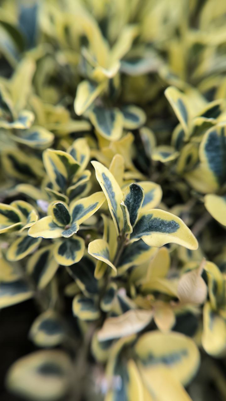 college_of_agriculture_natural_resources_of_university_of_tehran