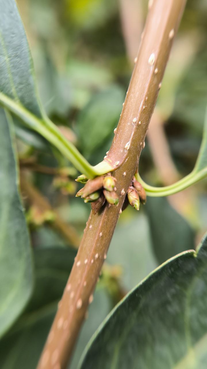 college_of_agriculture_natural_resources_of_university_of_tehran