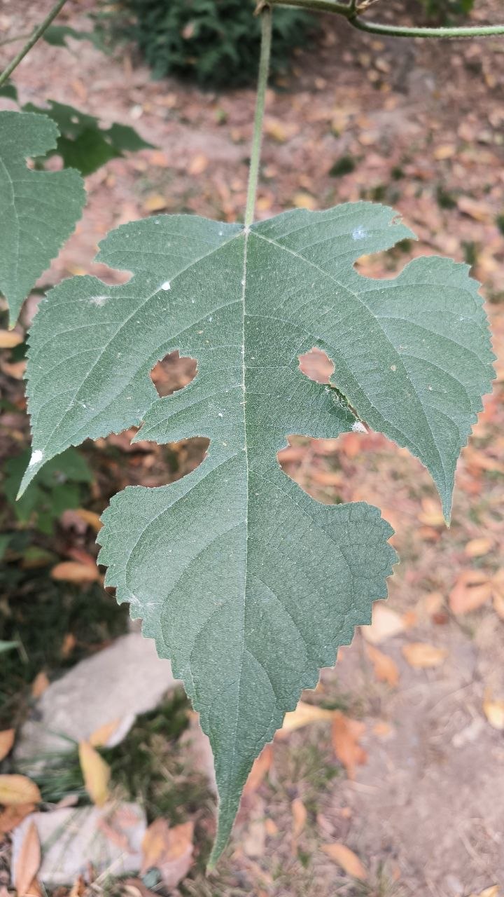 college_of_agriculture_natural_resources_of_university_of_tehran