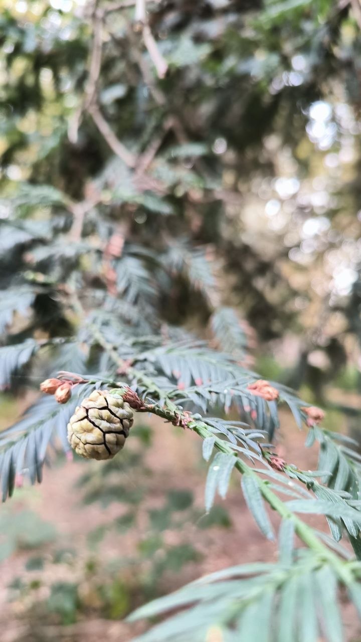 college_of_agriculture_natural_resources_of_university_of_tehran