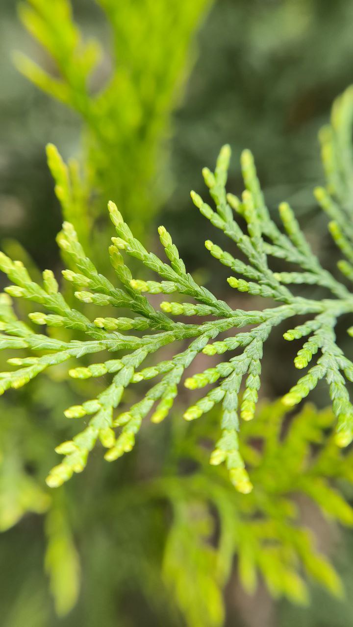 college_of_agriculture_natural_resources_of_university_of_tehran