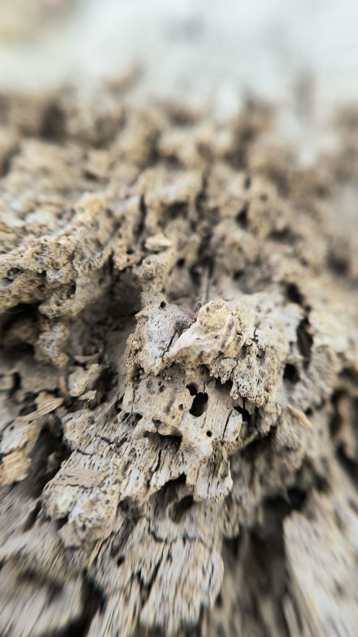 college_of_agriculture_natural_resources_of_university_of_tehran