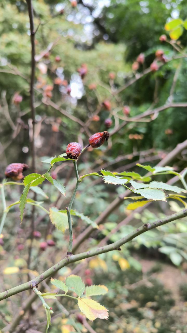 college_of_agriculture_natural_resources_of_university_of_tehran