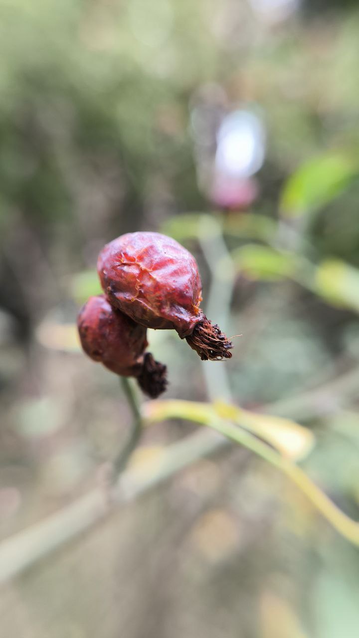 college_of_agriculture_natural_resources_of_university_of_tehran