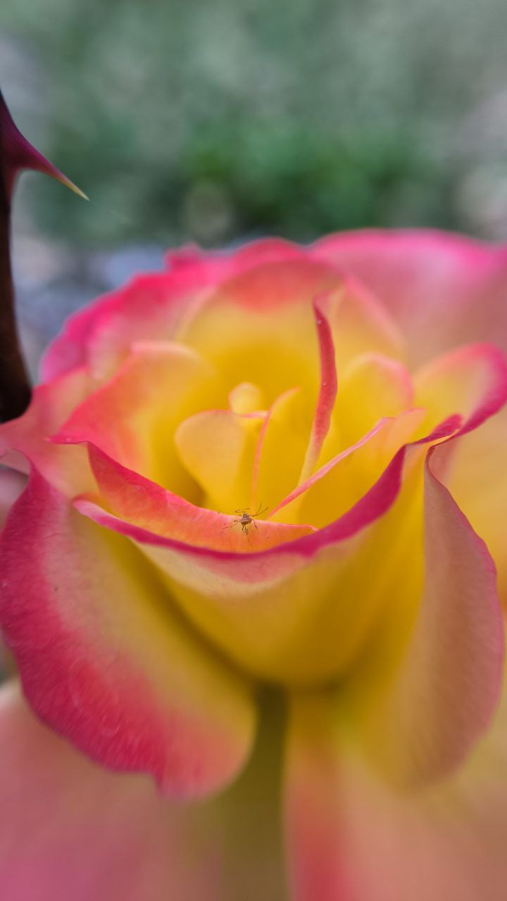 college_of_agriculture_natural_resources_of_university_of_tehran