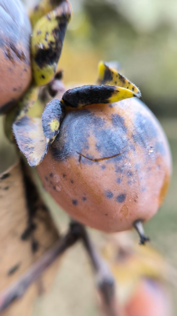 college_of_agriculture_natural_resources_of_university_of_tehran
