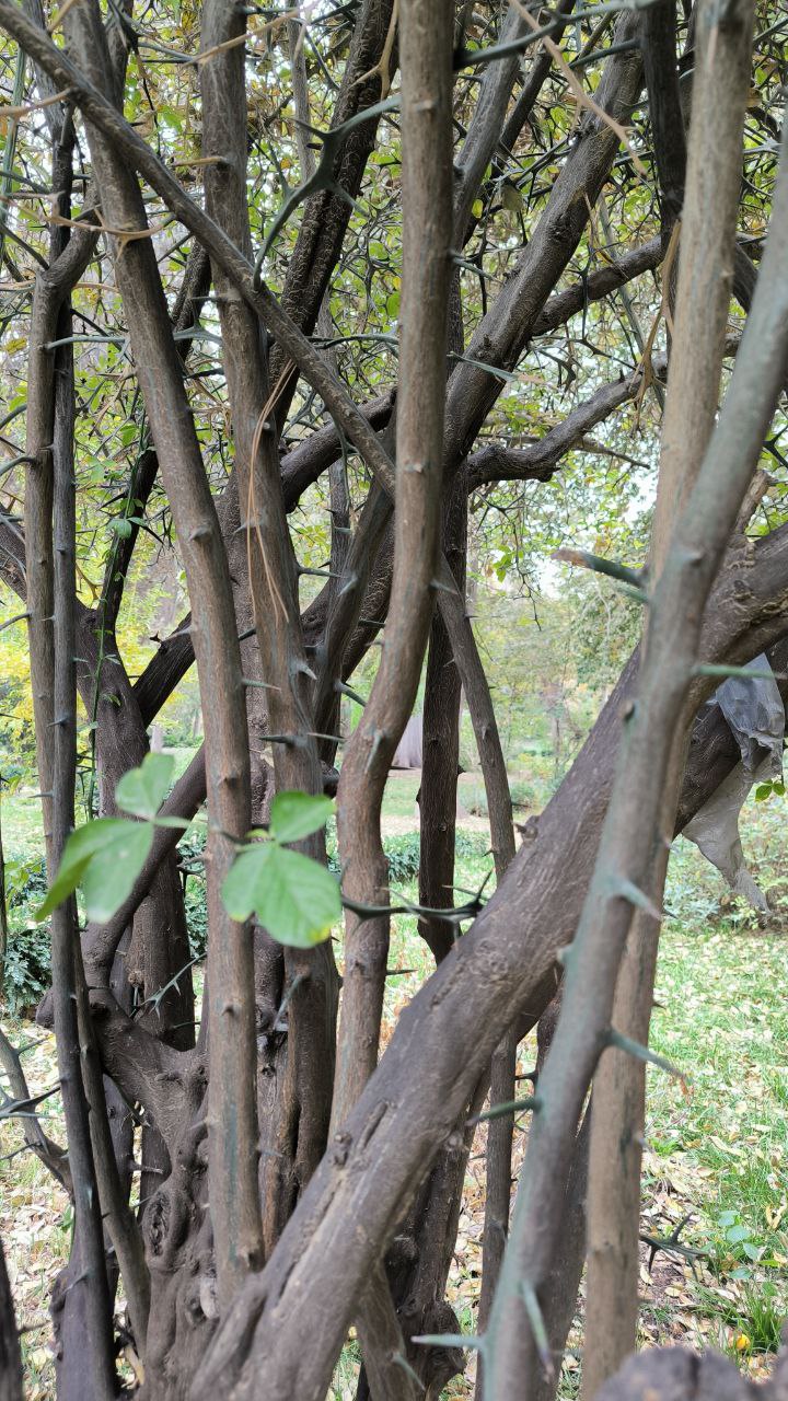 college_of_agriculture_natural_resources_of_university_of_tehran