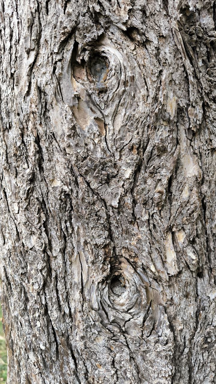 college_of_agriculture_natural_resources_of_university_of_tehran