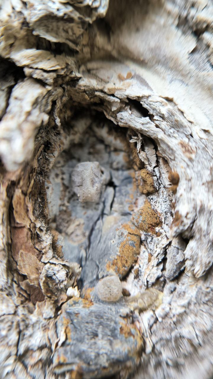 college_of_agriculture_natural_resources_of_university_of_tehran