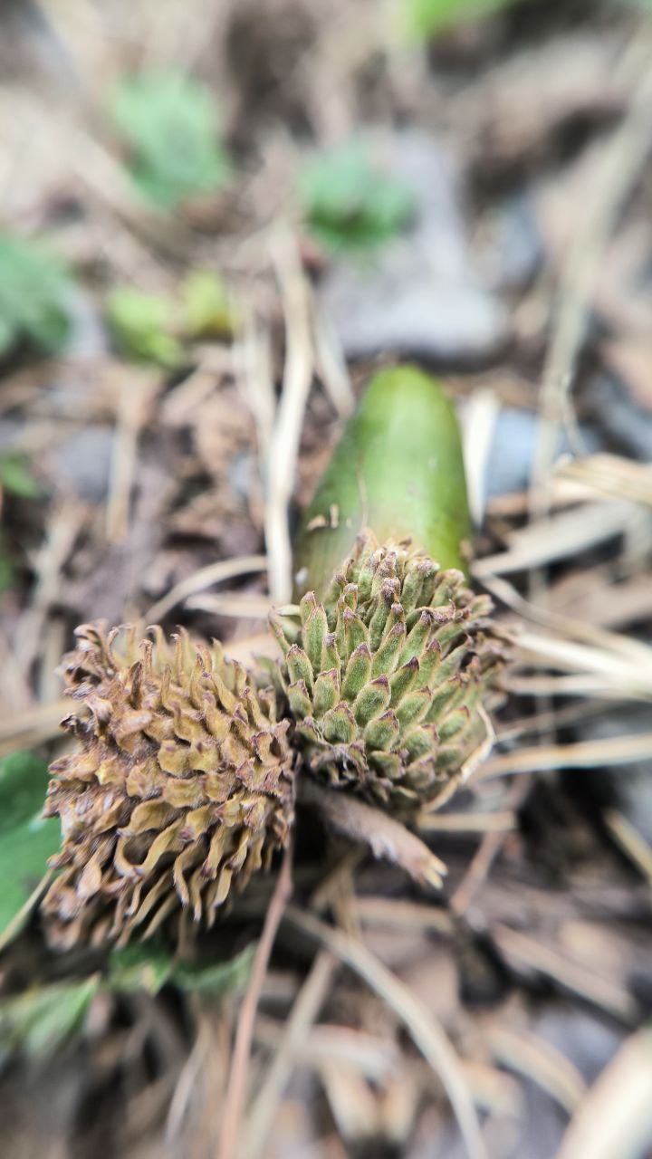 college_of_agriculture_natural_resources_of_university_of_tehran