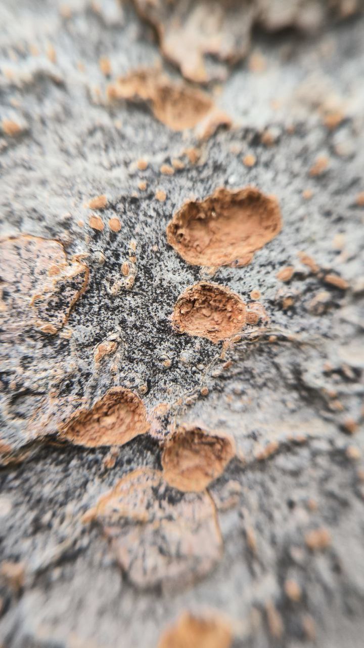 college_of_agriculture_natural_resources_of_university_of_tehran