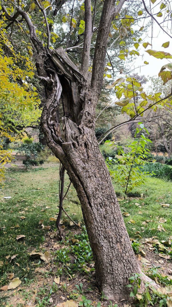 college_of_agriculture_natural_resources_of_university_of_tehran