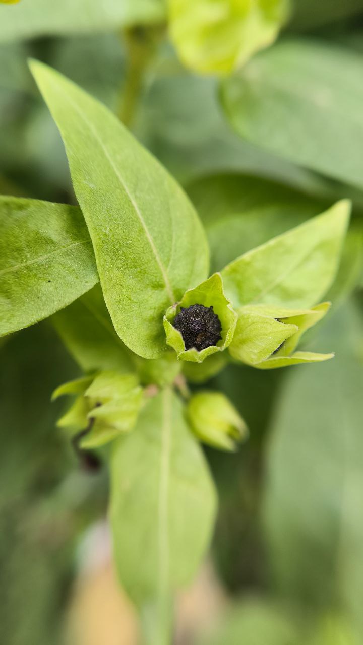 college_of_agriculture_natural_resources_of_university_of_tehran