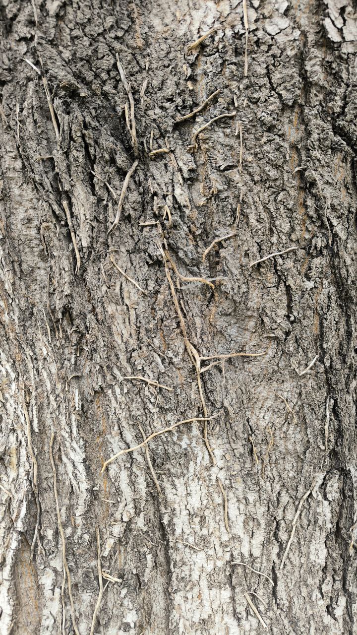 college_of_agriculture_natural_resources_of_university_of_tehran