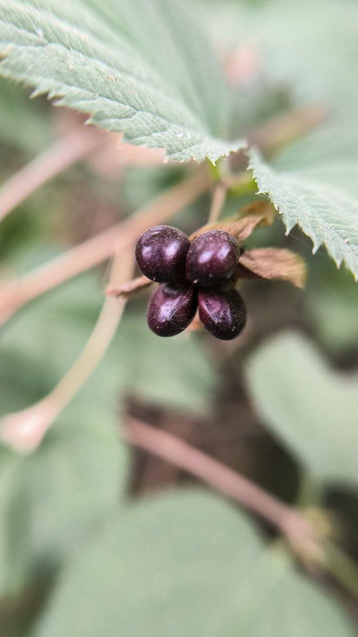college_of_agriculture_natural_resources_of_university_of_tehran