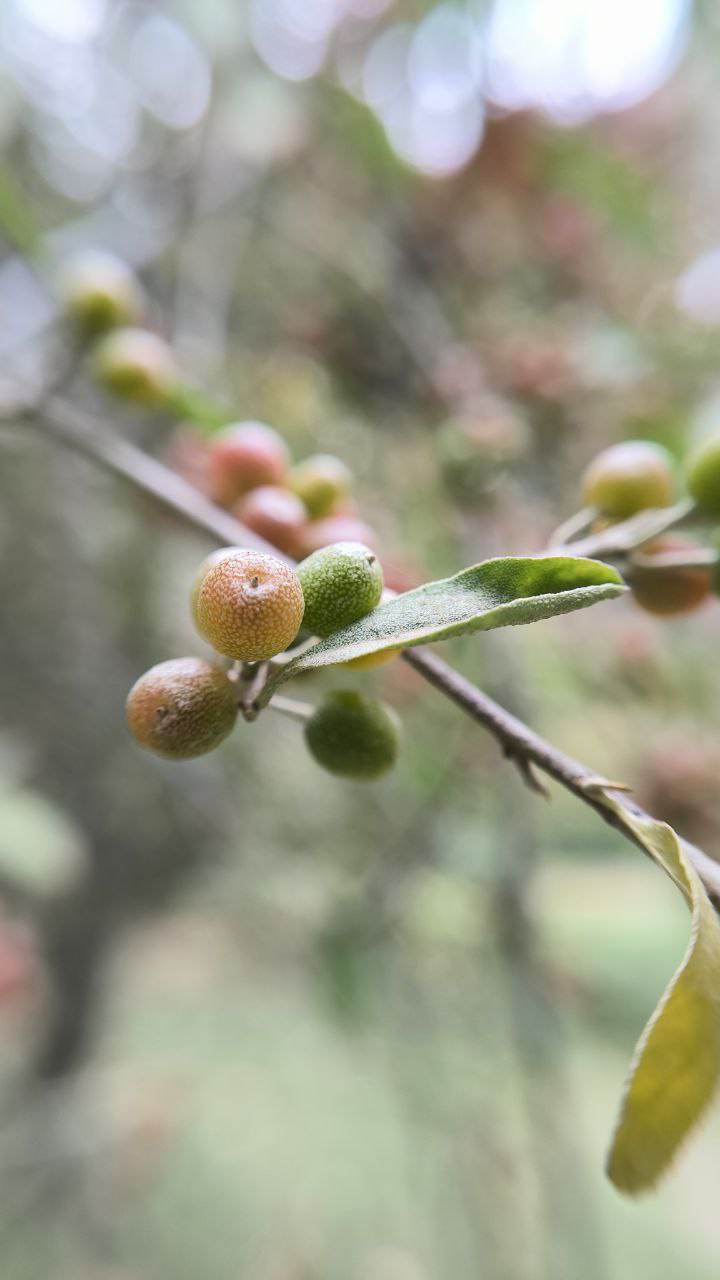 college_of_agriculture_natural_resources_of_university_of_tehran