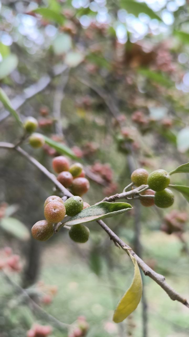 college_of_agriculture_natural_resources_of_university_of_tehran