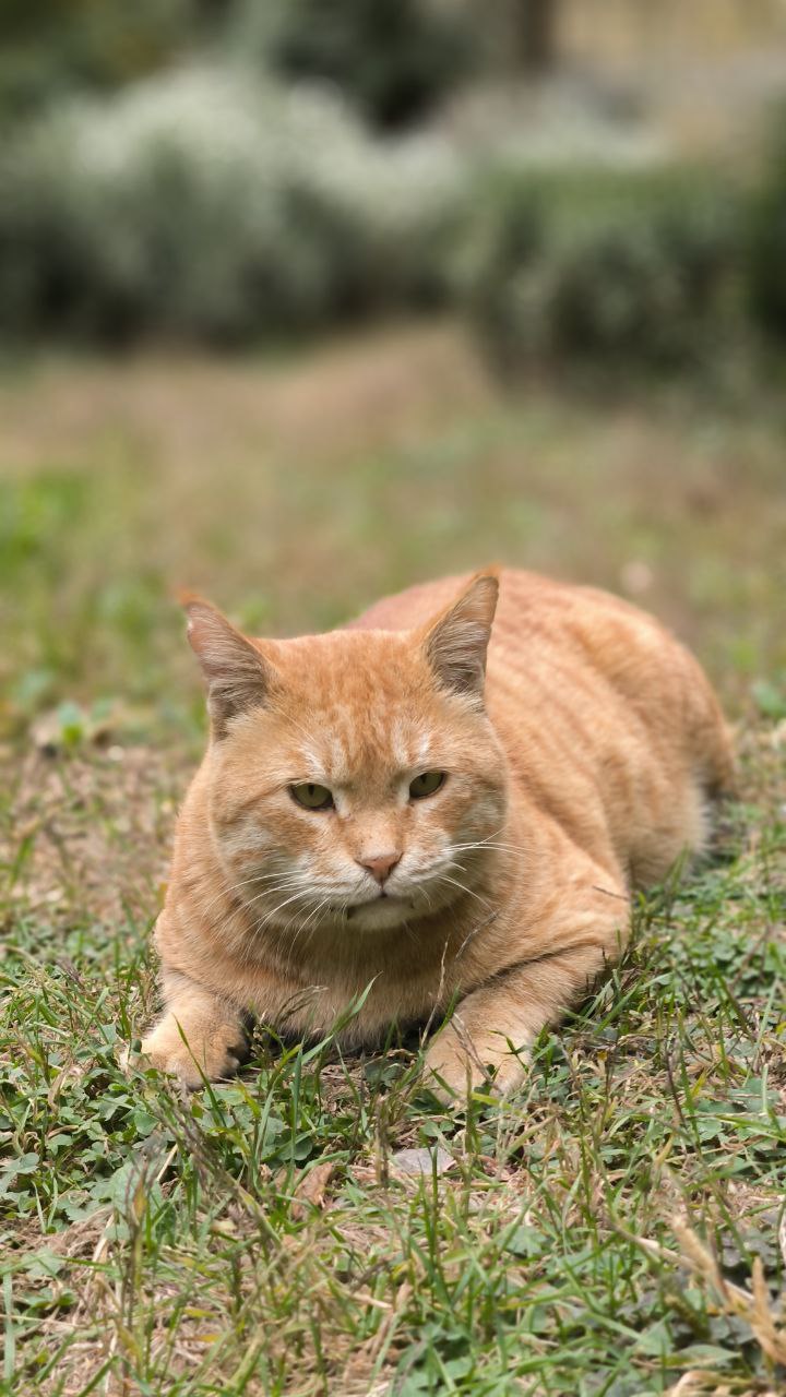 college_of_agriculture_natural_resources_of_university_of_tehran