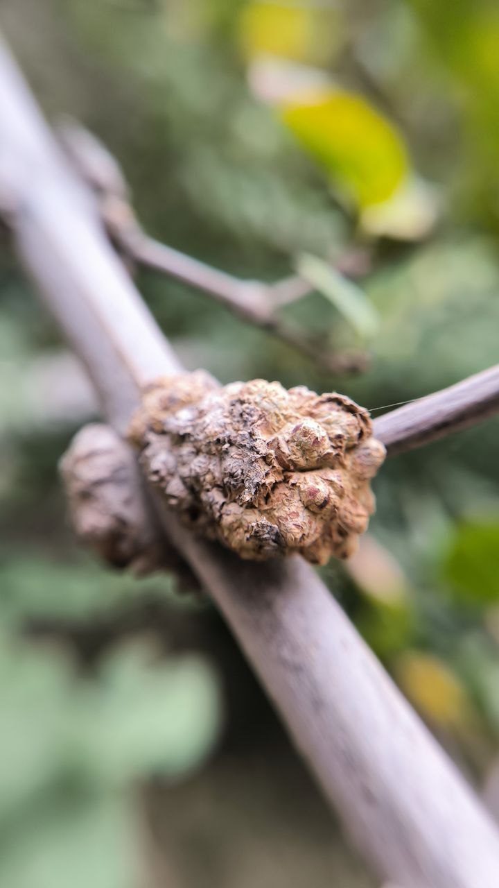 college_of_agriculture_natural_resources_of_university_of_tehran